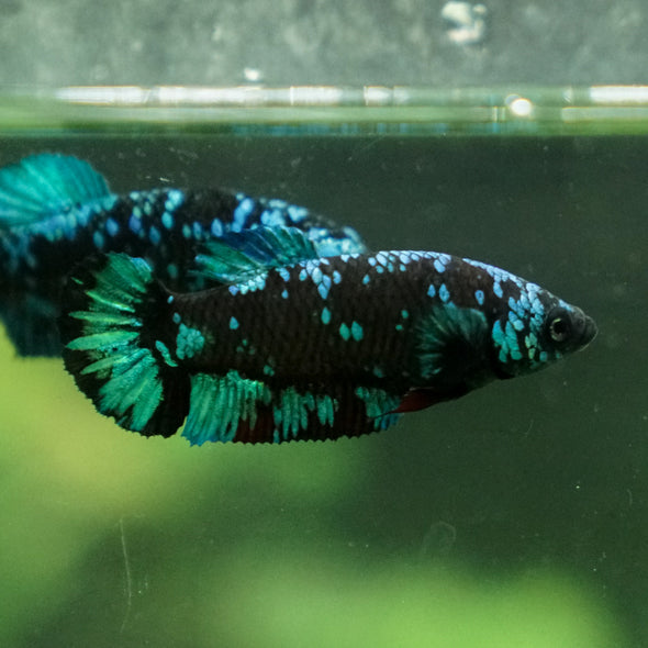 Black Galaxy Koi Plakat (Avatar) - Female- 13 Weeks Old