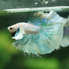 Dumbo Halfmoon - 14 weeks old