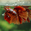Galaxy/Candy Koi Halfmoon - 14 weeks old