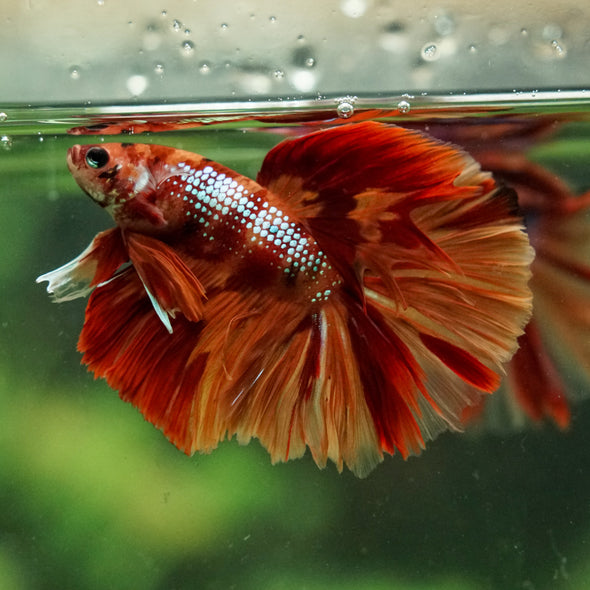 Galaxy/Candy Koi Halfmoon - 14 weeks old