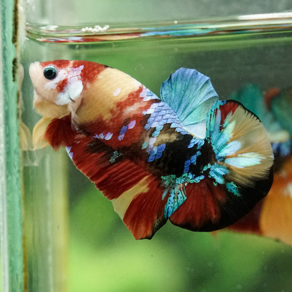 Multicolor/Galaxy Koi Plakat -16 weeks Old
