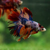 Galaxy/Candy Koi Halfmoon - 14 weeks old