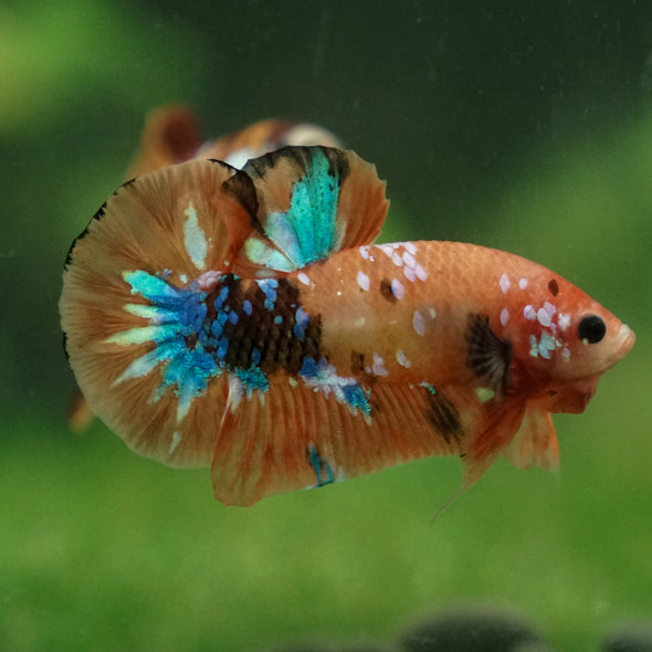 Multicolor/Galaxy Koi Plakat -13 weeks Old