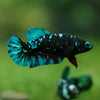 Black Galaxy Koi Plakat (Avatar) - Female- 13 Weeks Old