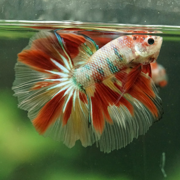 Galaxy/Candy Koi Halfmoon - 14 weeks old