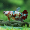 Multicolor/ Galaxy Koi Plakat - Female- 13 Weeks Old