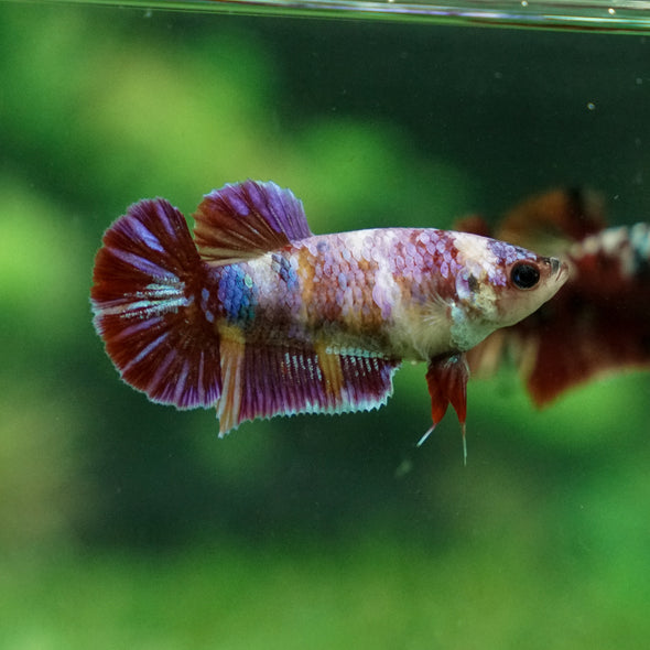 Multicolor/ Galaxy Koi Plakat - Female- 13 Weeks Old