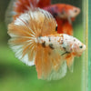 Galaxy/Candy Koi Halfmoon - 14 weeks old