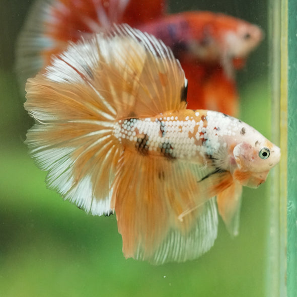 Galaxy/Candy Koi Halfmoon - 14 weeks old