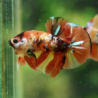 Multicolor/Galaxy Koi Plakat -16 weeks Old