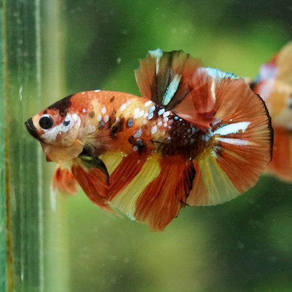 Multicolor/Galaxy Koi Plakat -16 weeks Old