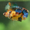 Multicolor/ Galaxy Koi Plakat- Female- 13 Weeks Old