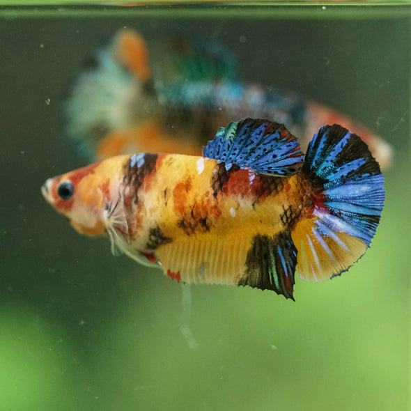 Multicolor/ Galaxy Koi Plakat- Female- 13 Weeks Old