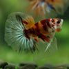 Galaxy/Candy Koi Halfmoon - 14 weeks old
