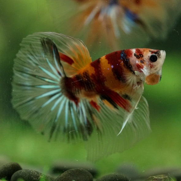 Galaxy/Candy Koi Halfmoon - 14 weeks old