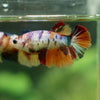 Multicolor/ Galaxy Koi Halfmoon - Female- 13 Weeks Old