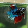 Black Base Galaxy Koi Halfmoon (Avatar) - 14 weeks old