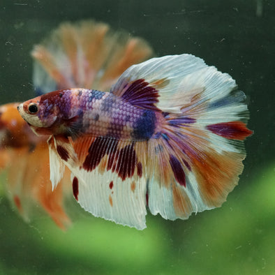 Galaxy/Candy Koi Halfmoon - 14 weeks old