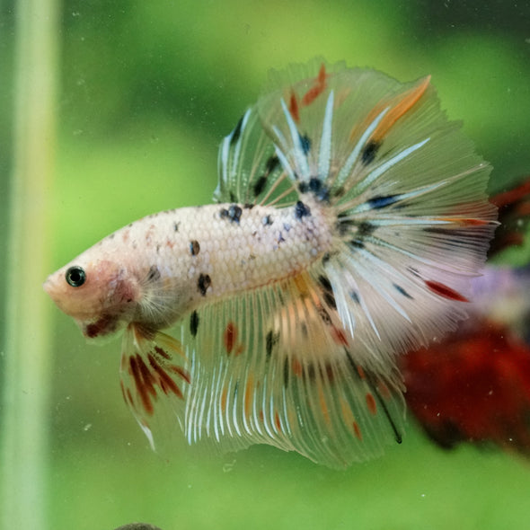 Galaxy/Candy Koi Halfmoon - 13 weeks old