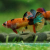 Multicolor/ Galaxy Koi Plakat- Female- 13 Weeks Old