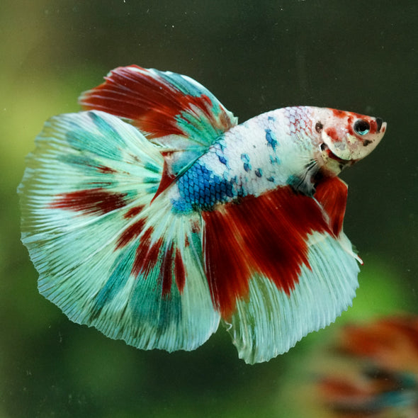 Galaxy/Candy Koi Halfmoon - 14 weeks old