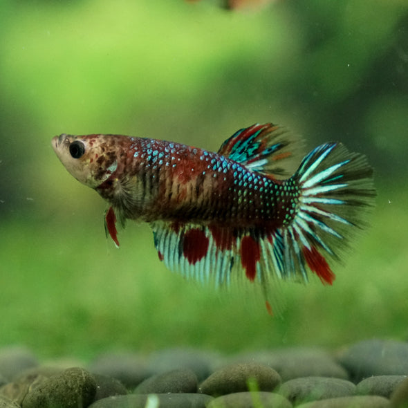 Multicolor/ Galaxy Koi Halfmoon - Female- 13 Weeks Old