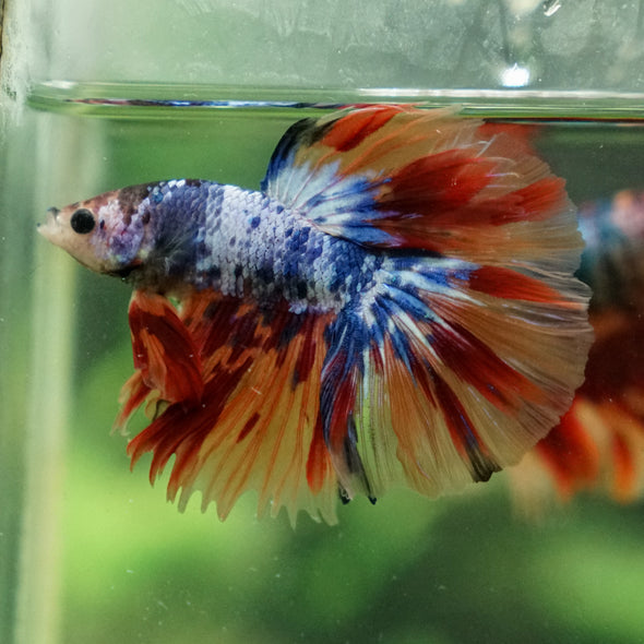 Galaxy/Candy Koi Halfmoon - 13 weeks old