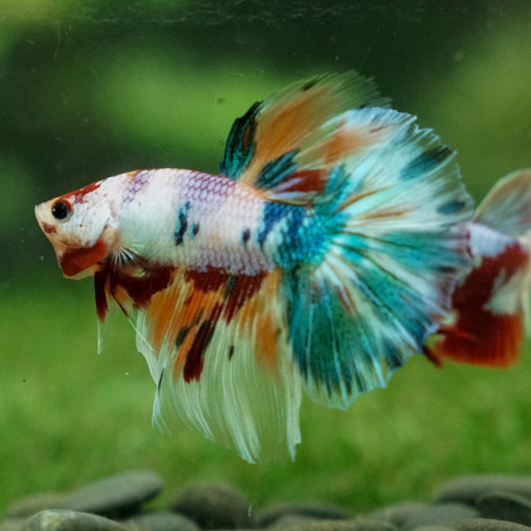 Galaxy Koi Halfmoon - 13 weeks old