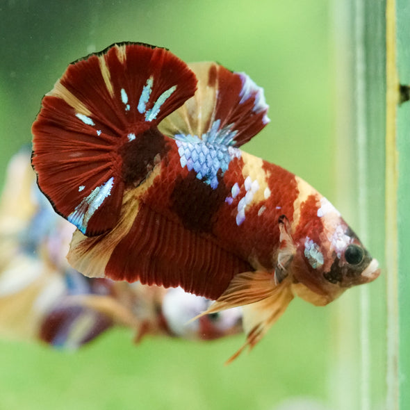 Multicolor/Galaxy Koi Plakat -16 weeks Old