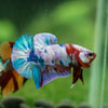 Multicolor/Galaxy Koi Plakat -13 weeks Old