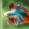 Galaxy/Candy Koi Halfmoon - 14 weeks old