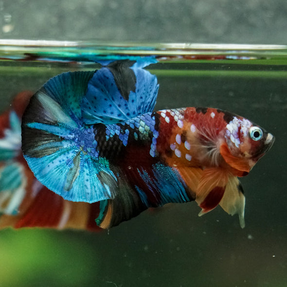 Multicolor/Galaxy Koi Plakat -16 weeks Old