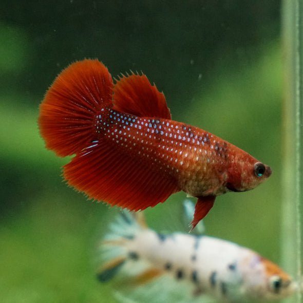 Multicolor/ Galaxy Koi Halfmoon - Female- 13 Weeks Old