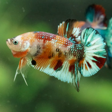 Multicolor/Galaxy Koi Plakat -16 weeks Old