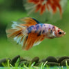 Galaxy/Candy Koi Halfmoon - 11 weeks old