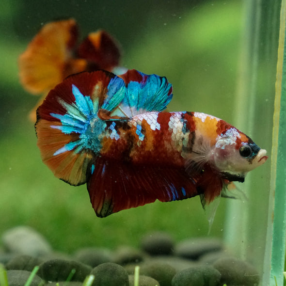 Multicolor/Galaxy Koi Plakat -13 weeks Old