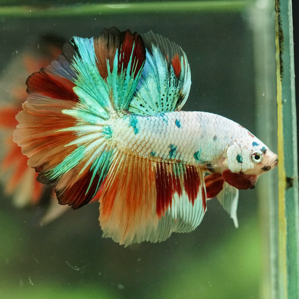Galaxy/Candy Koi Halfmoon - 11 weeks old