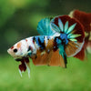 Multicolor/Galaxy Koi Plakat -16 weeks Old