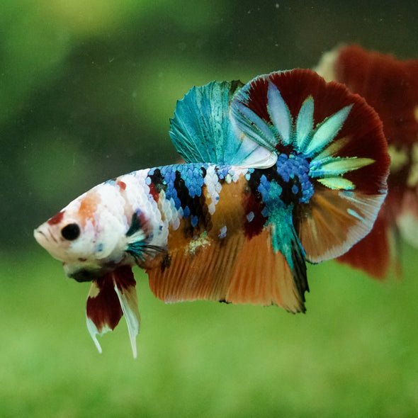 Multicolor/Galaxy Koi Plakat -16 weeks Old