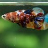 Multicolor/ Galaxy Koi Plakat- Female- 13 Weeks Old