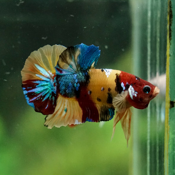 Multicolor/Galaxy Koi Plakat -16 weeks Old