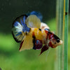 Multicolor/Galaxy Koi Plakat -16 weeks Old