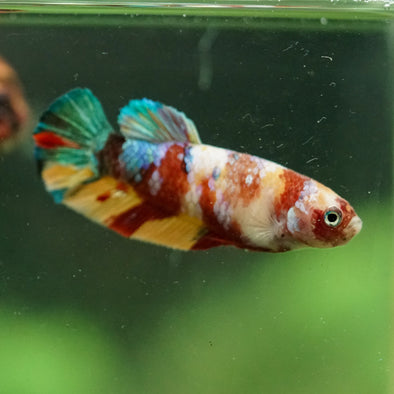 Multicolor/ Galaxy Koi Plakat- Female- 13 Weeks Old