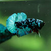 Black Koi Galaxy Plakat (Avatar) -10 weeks Old