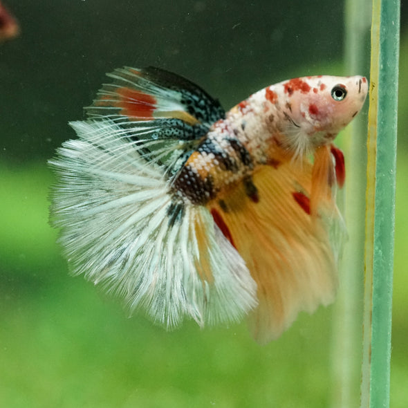 Galaxy/Candy Koi Halfmoon - 14 weeks old