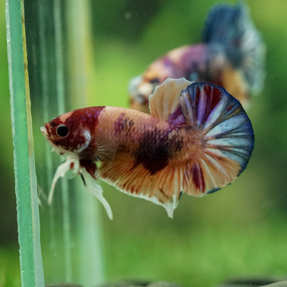 Multicolor/Galaxy Koi Plakat -14 weeks Old