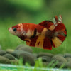 Pack of 10 Multicolored/Galaxy Koi Plakat - Female