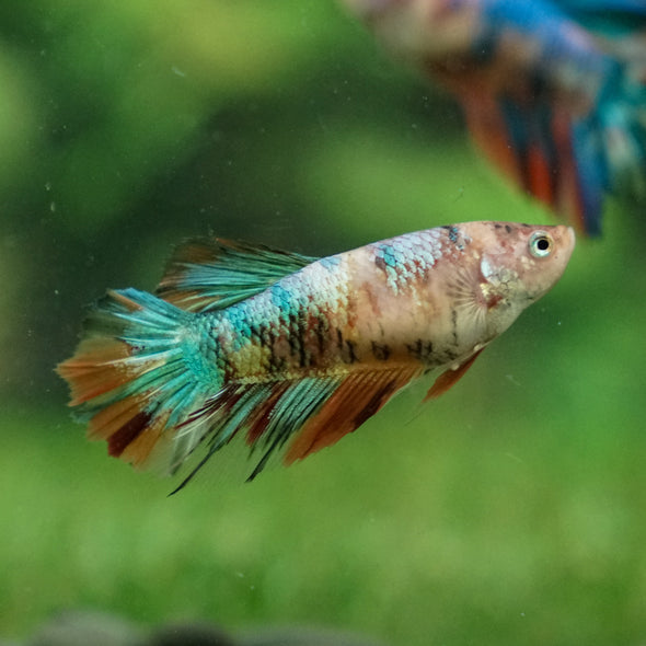 Multicolor/ Galaxy Koi Halfmoon- Female- 13 Weeks Old