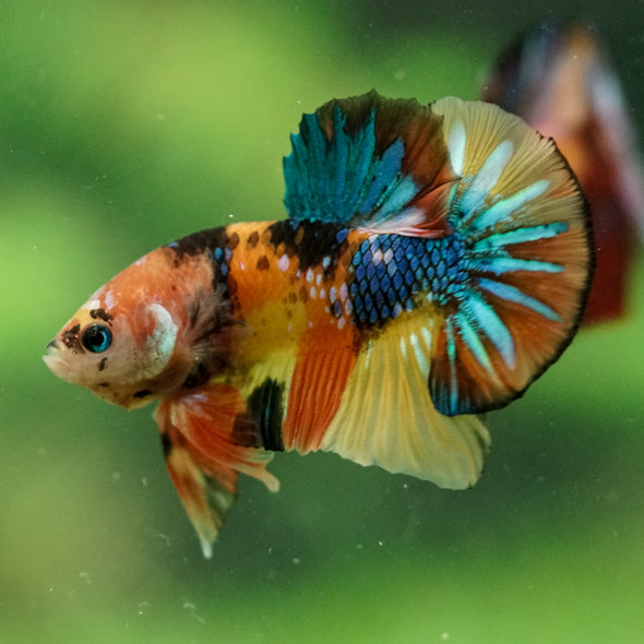 Multicolor/Galaxy Koi Plakat -16 weeks Old