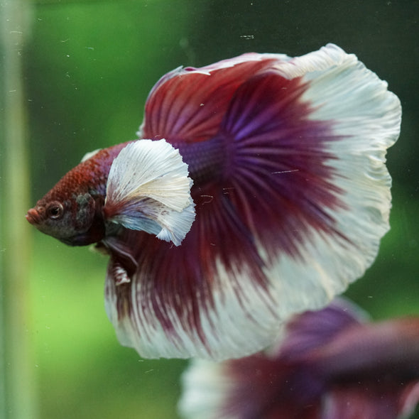 Dumbo Halfmoon - 15 weeks old